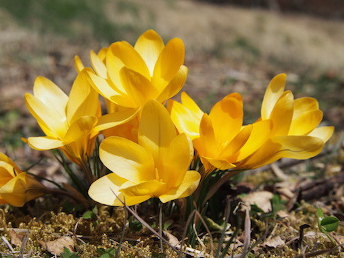 f:id:Naturalhistory:20140329130328j:image