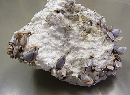 f:id:Naturalhistory:20140403172432j:image