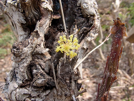 f:id:Naturalhistory:20140410115611j:image