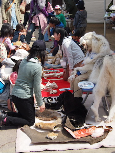 f:id:Naturalhistory:20140413131601j:image