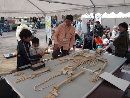 f:id:Naturalhistory:20140413142356j:image