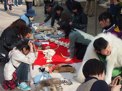 f:id:Naturalhistory:20140413154732j:image