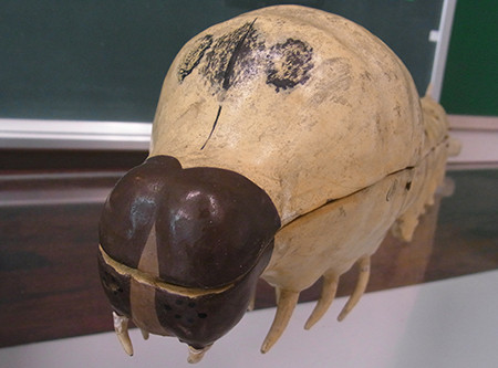 f:id:Naturalhistory:20140415144359j:image