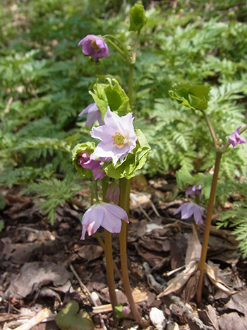 f:id:Naturalhistory:20140420130650j:image