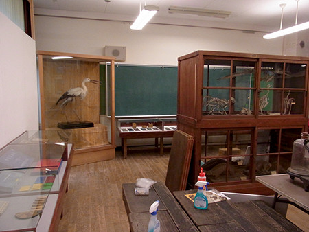 f:id:Naturalhistory:20140420180358j:image