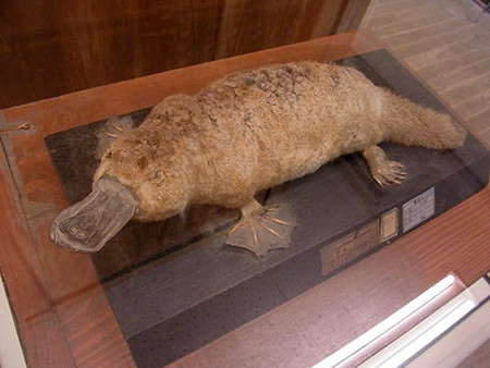 f:id:Naturalhistory:20140425172228j:image
