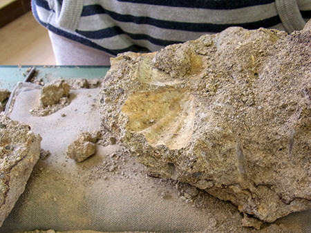 f:id:Naturalhistory:20140505134315j:image