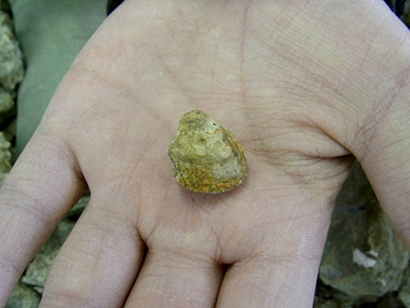 f:id:Naturalhistory:20140505142746j:image