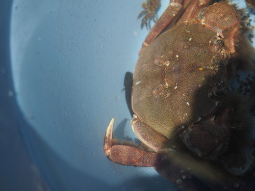 f:id:Naturalhistory:20140518125330j:image