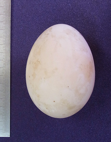 f:id:Naturalhistory:20140610170839j:image