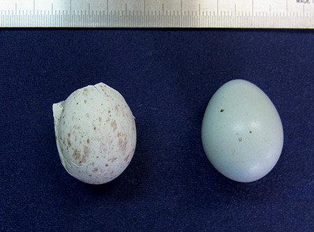 f:id:Naturalhistory:20140610171419j:image