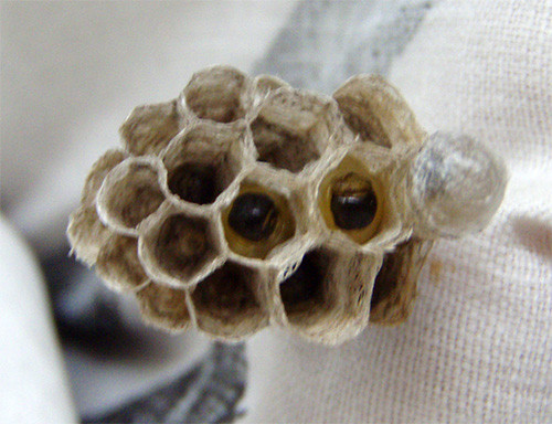 f:id:Naturalhistory:20140611172458j:image