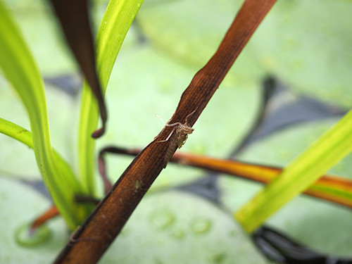 f:id:Naturalhistory:20140612135815j:image f:id:Naturalhistory:20140612135815j:image