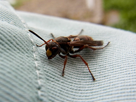 f:id:Naturalhistory:20140703153030j:image