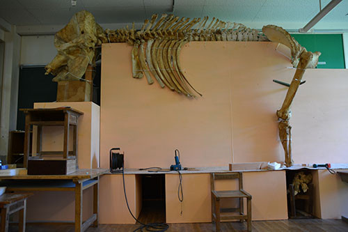 f:id:Naturalhistory:20140705150722j:image