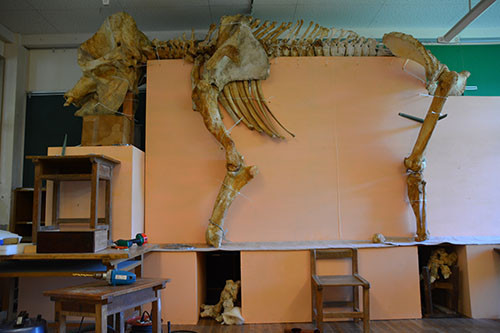 f:id:Naturalhistory:20140705160418j:image