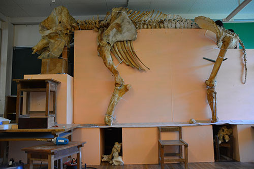 f:id:Naturalhistory:20140705161407j:image