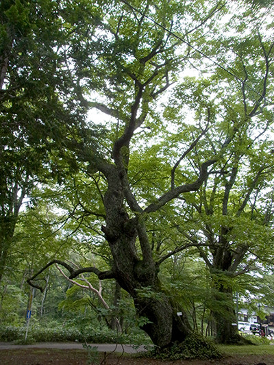 f:id:Naturalhistory:20140721163254j:image