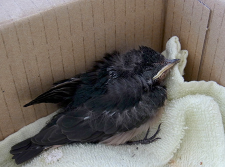 f:id:Naturalhistory:20140725104924j:image