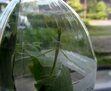 f:id:Naturalhistory:20140725170314j:image