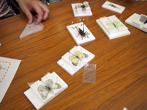f:id:Naturalhistory:20140726143908j:image