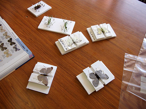 f:id:Naturalhistory:20140726143942j:image