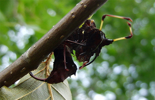 f:id:Naturalhistory:20140726165800j:image