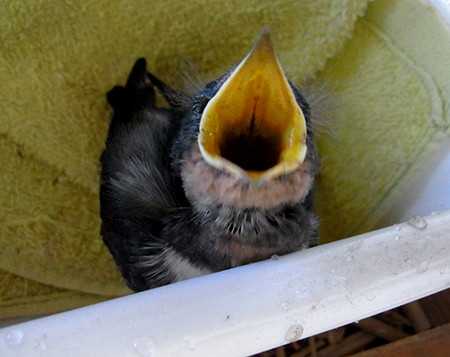 f:id:Naturalhistory:20140727170106j:image