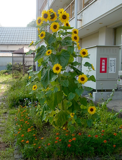 f:id:Naturalhistory:20140731163813j:image