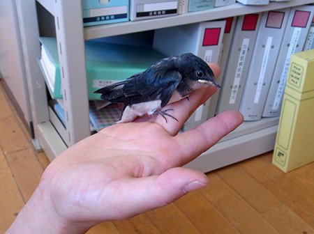 f:id:Naturalhistory:20140801130534j:image