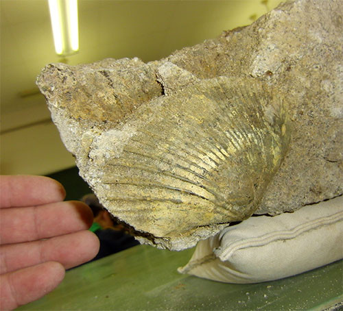 f:id:Naturalhistory:20140802165101j:image