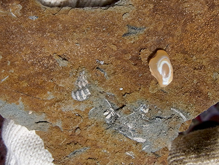 f:id:Naturalhistory:20140803121020j:image