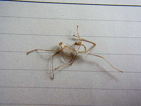 f:id:Naturalhistory:20140803155544j:image