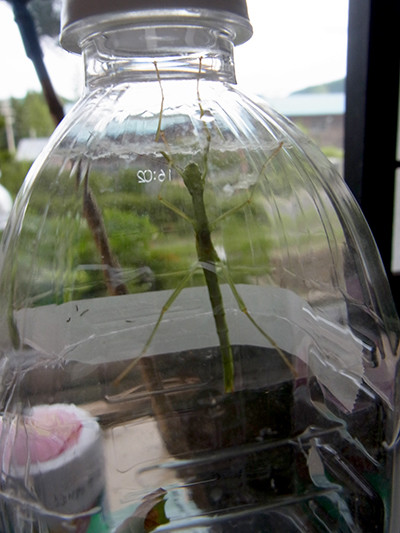 f:id:Naturalhistory:20140803172702j:image