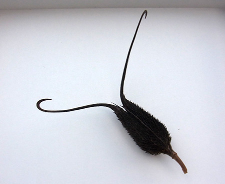 f:id:Naturalhistory:20140807172915j:image