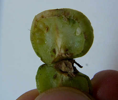 f:id:Naturalhistory:20140809171641j:image