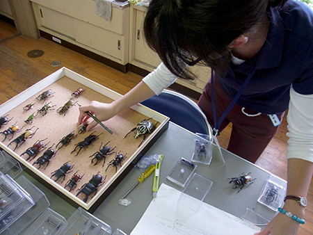 f:id:Naturalhistory:20140812171121j:image