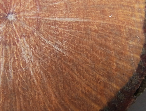 f:id:Naturalhistory:20140812172851j:image