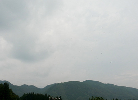 f:id:Naturalhistory:20140813170937j:image