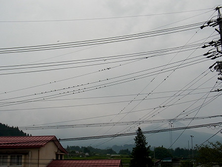 f:id:Naturalhistory:20140813171107j:image