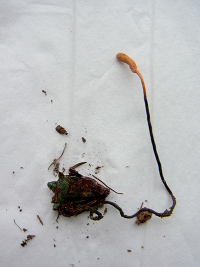 f:id:Naturalhistory:20140815164808j:image
