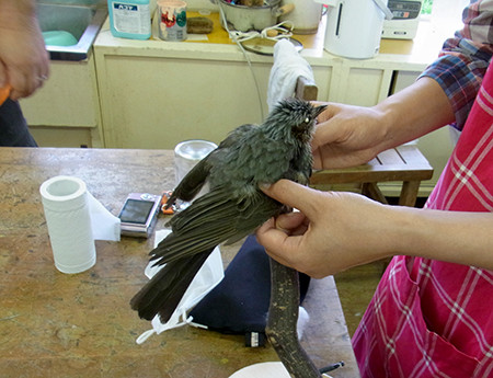 f:id:Naturalhistory:20140817164445j:image