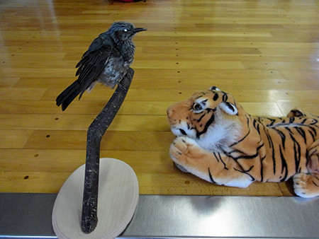 f:id:Naturalhistory:20140817173329j:image