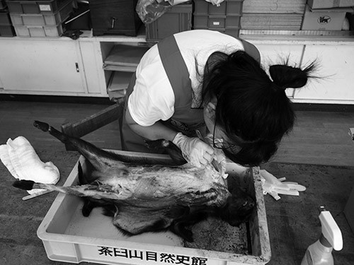 f:id:Naturalhistory:20140819130002j:image
