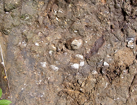 f:id:Naturalhistory:20140821113916j:image