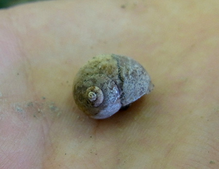 f:id:Naturalhistory:20140822153750j:image