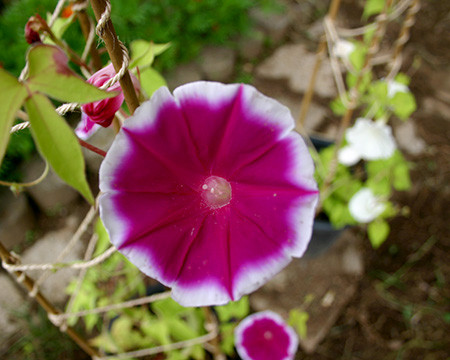 f:id:Naturalhistory:20140823093314j:image