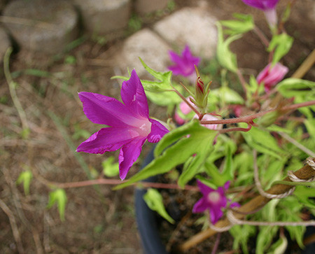 f:id:Naturalhistory:20140823093343j:image