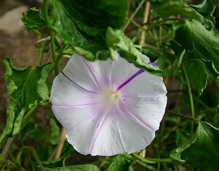 f:id:Naturalhistory:20140823093459j:image