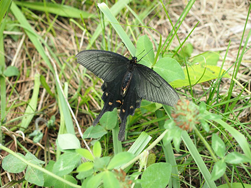 f:id:Naturalhistory:20140827145218j:image
